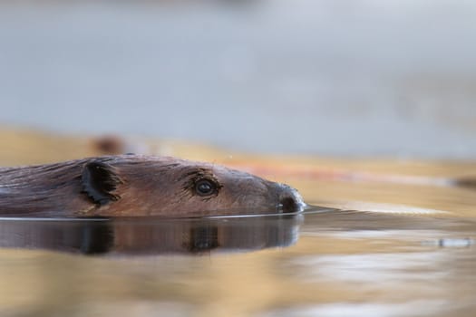shot of a wild beaver near lake, nature series