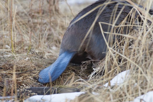 shot of a wild beaver near lake, nature series