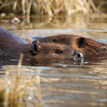shot of a wild beaver near lake, nature series