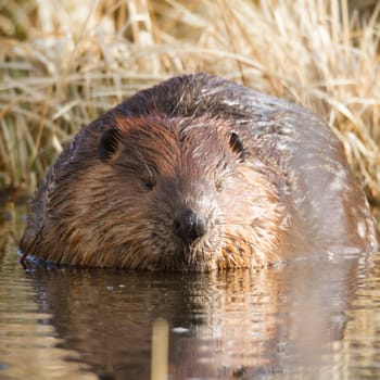 shot of a wild beaver near lake, nature series