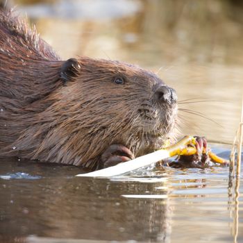shot of a wild beaver near lake, nature series