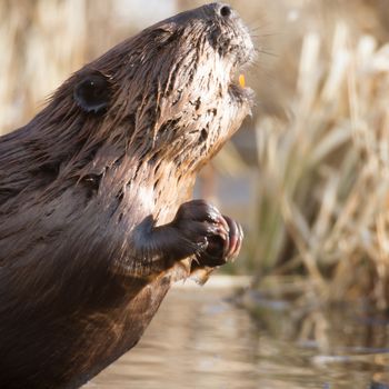shot of a wild beaver near lake, nature series