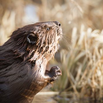 shot of a wild beaver near lake, nature series