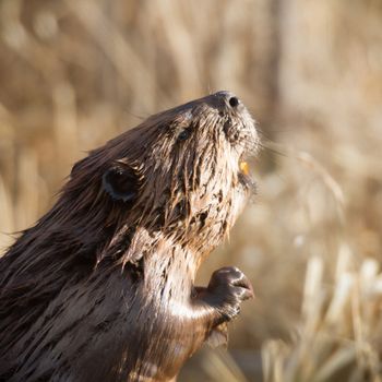 shot of a wild beaver near lake, nature series