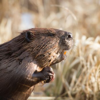 shot of a wild beaver near lake, nature series