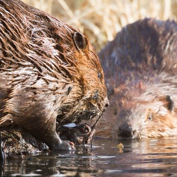 shot of a wild beaver near lake, nature series