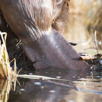 shot of a wild beaver near lake, nature series