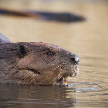 shot of a wild beaver near lake, nature series