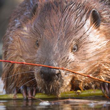 shot of a wild beaver near lake, nature series