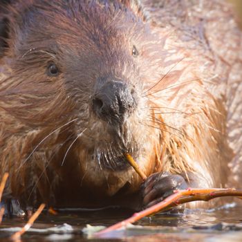 shot of a wild beaver near lake, nature series
