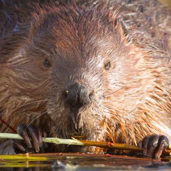shot of a wild beaver near lake, nature series