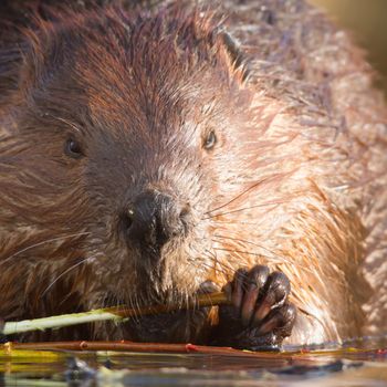shot of a wild beaver near lake, nature series