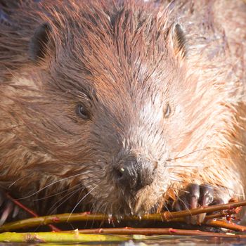 shot of a wild beaver near lake, nature series