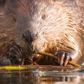shot of a wild beaver near lake, nature series