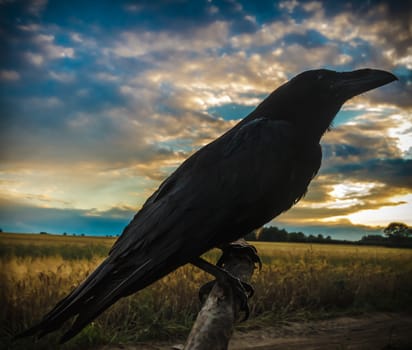 wild colorful bird in sunny day, nature series