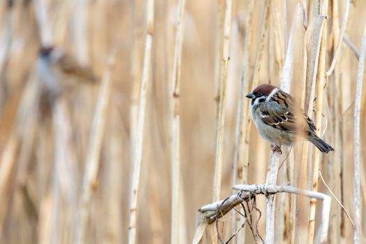 wild colorful bird in sunny day, nature series