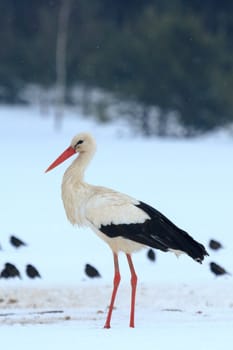 wild bird in their natural habitat, nature series