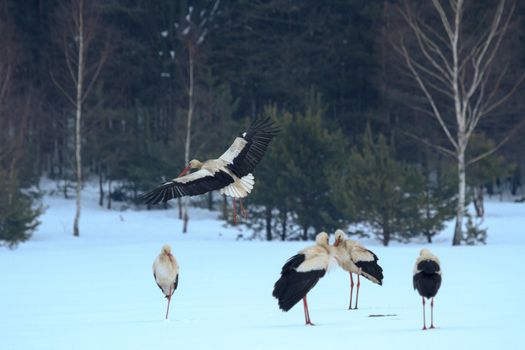 wild bird in their natural habitat, nature series