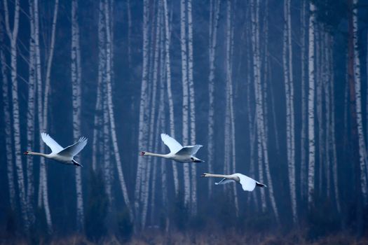 wild bird in their natural habitat, nature series