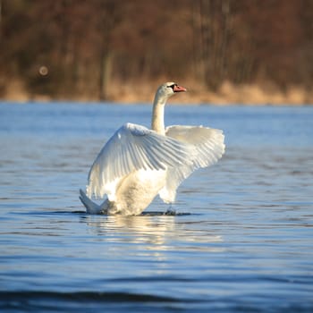 wild bird in their natural habitat, nature series