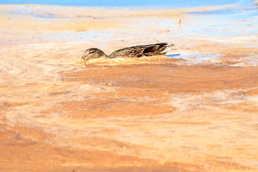 wild bird in their natural habitat, nature series