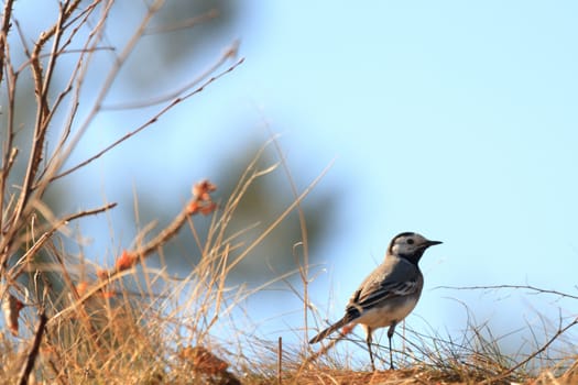 wild bird in their natural habitat, nature series