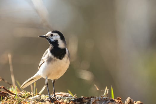 wild bird in their natural habitat, nature series