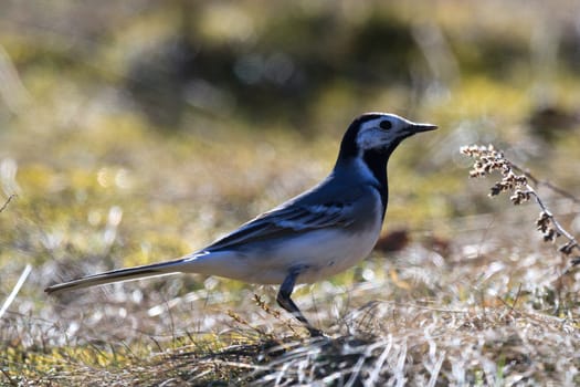 wild bird in their natural habitat, nature series