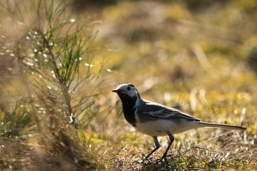 wild bird in their natural habitat, nature series