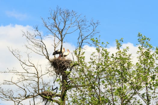 wild bird in their natural habitat, nature series