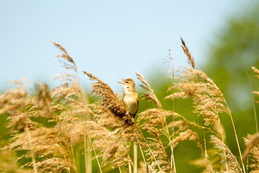 wild bird in their natural habitat, nature series