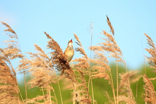 wild bird in their natural habitat, nature series