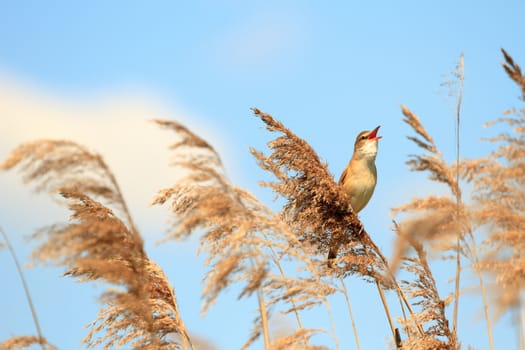 wild bird in their natural habitat, nature series
