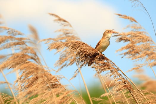 wild bird in their natural habitat, nature series