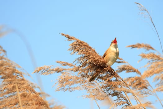 wild bird in their natural habitat, nature series