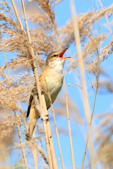 wild bird in their natural habitat, nature series
