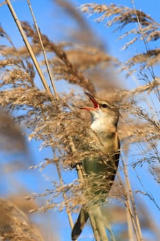 wild bird in their natural habitat, nature series