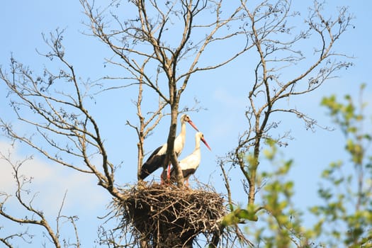 wild bird in their natural habitat, nature series