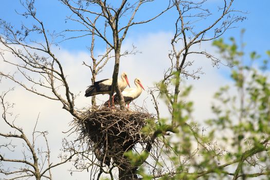 wild bird in their natural habitat, nature series