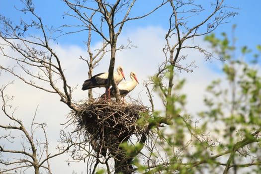 wild bird in their natural habitat, nature series