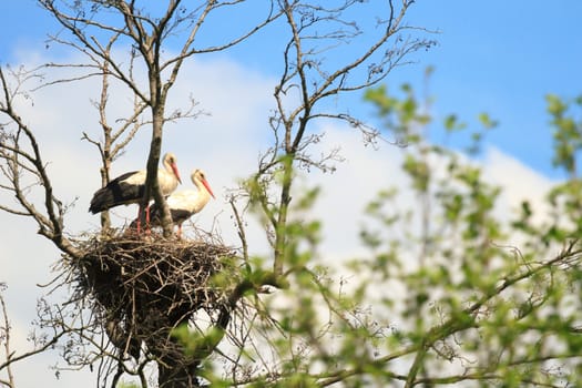 wild bird in their natural habitat, nature series
