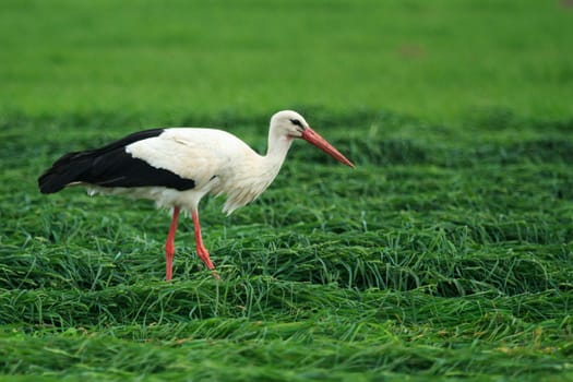 wild bird in their natural habitat, nature series
