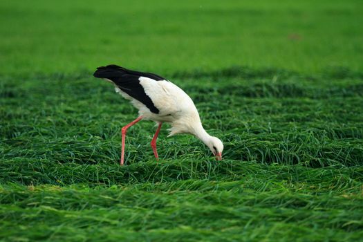 wild bird in their natural habitat, nature series