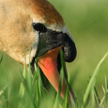 wild bird in their natural habitat, nature series