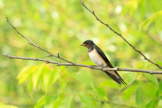 wild bird in their natural habitat, nature series