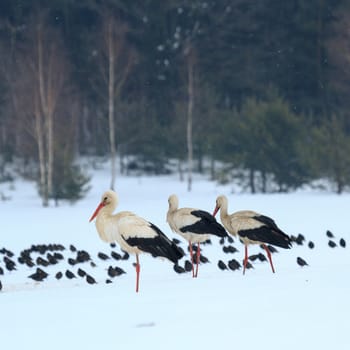 wild bird in their natural habitat, nature series