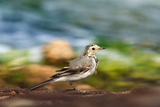 wild bird in natural habitat, nature series