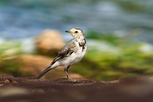 wild bird in natural habitat, nature series