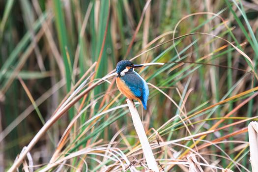 wild bird in natural habitat, nature series