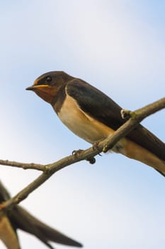 wild bird in their natural habitat, nature series
